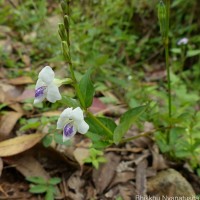 Asystasia gangetica (L.) T.Anderson